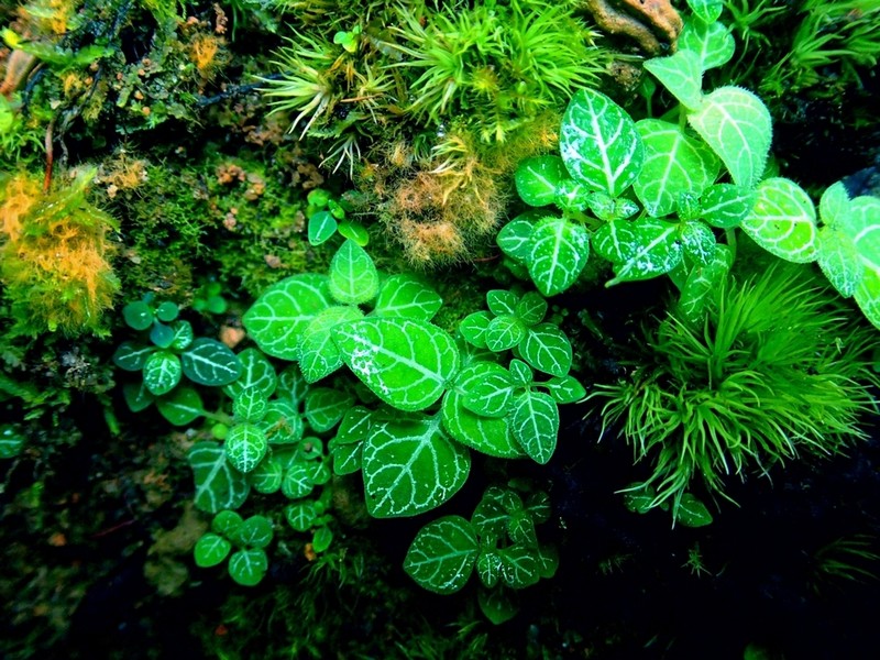 Argostemma pictum photo 6