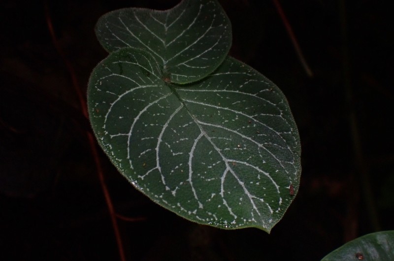 Argostemma pictum photo 7