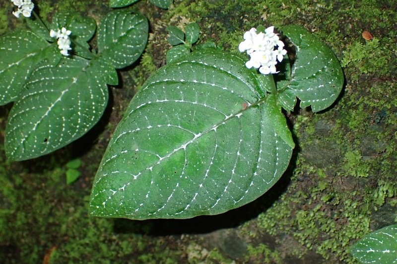 Argostemma pictum photo 8