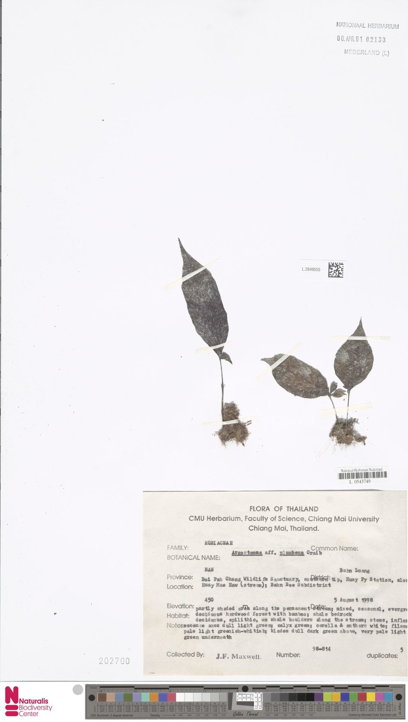 Argostemma plumbeum