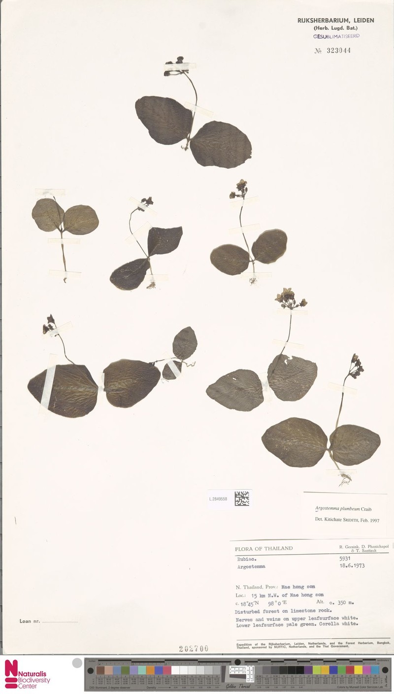 Argostemma plumbeum photo 2