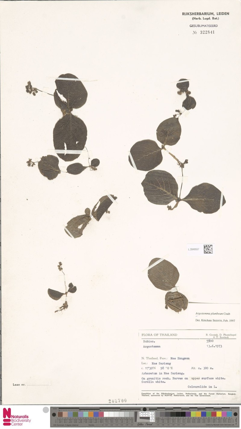 Argostemma plumbeum photo 3