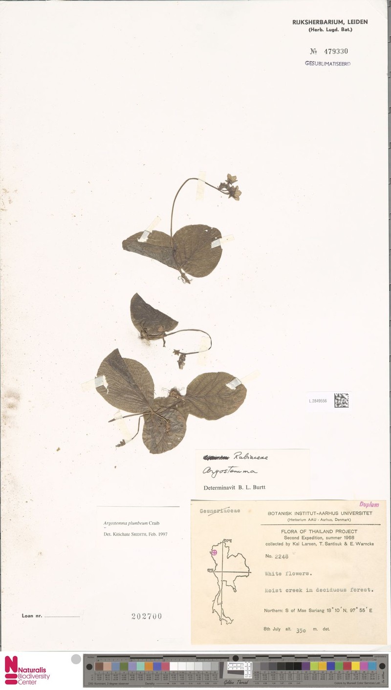 Argostemma plumbeum photo 4