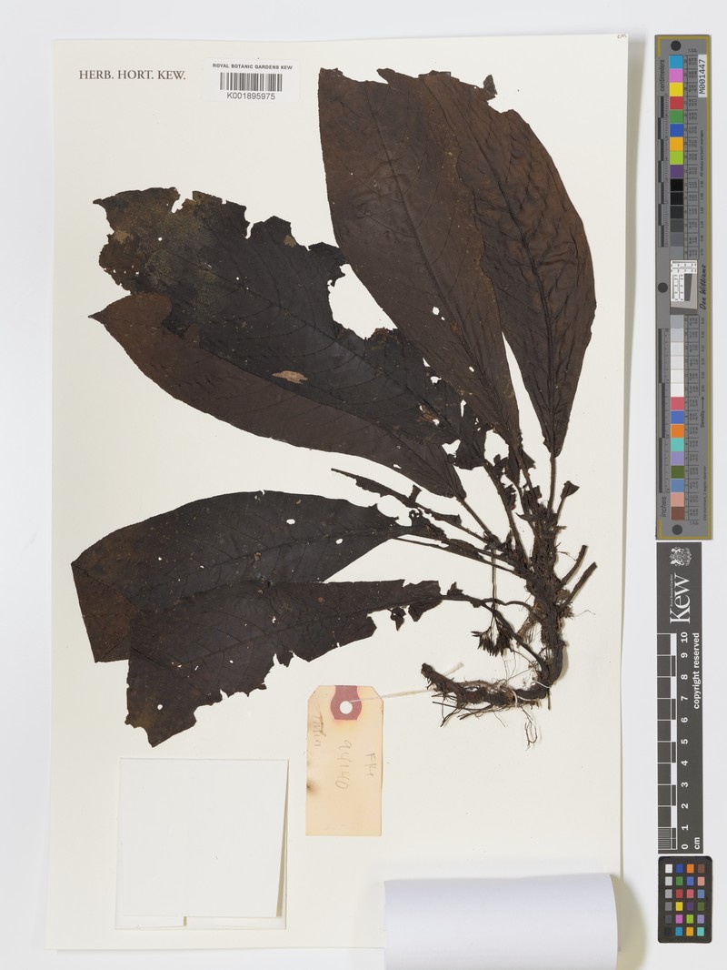 Argostemma propinquum photo 3