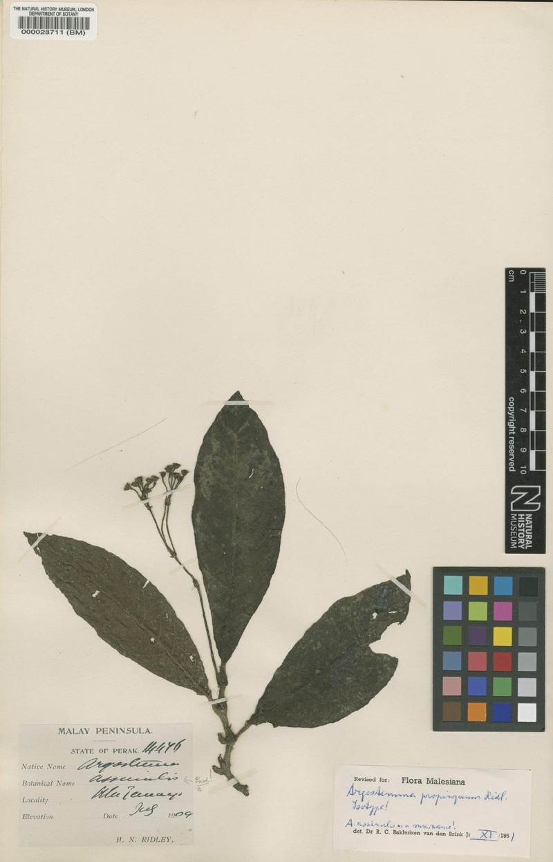 Argostemma propinquum photo 4