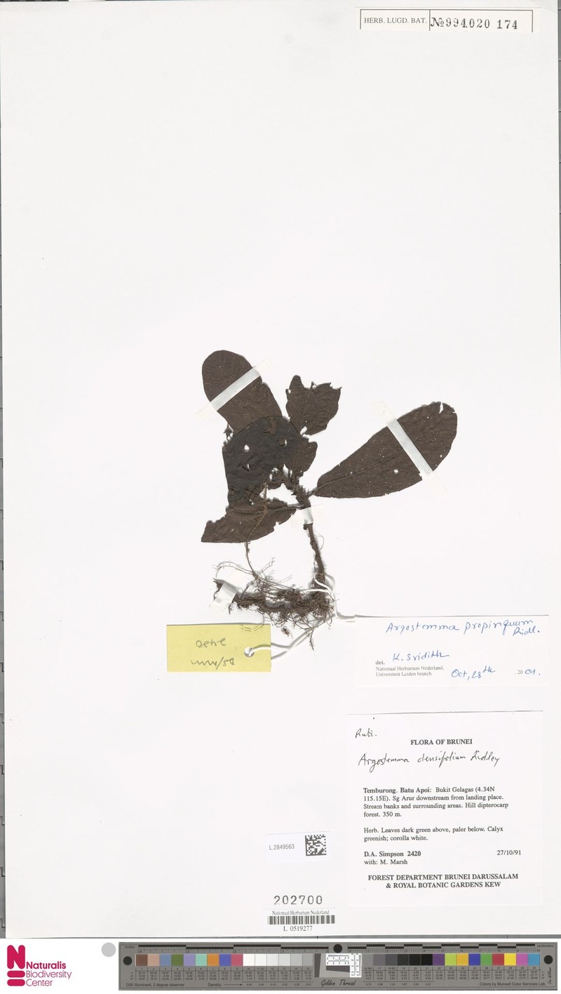 Argostemma propinquum