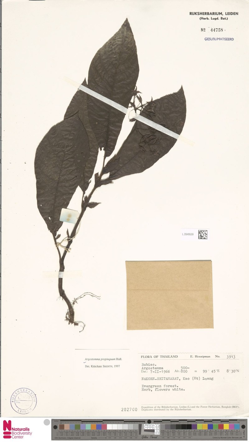 Argostemma propinquum photo 2