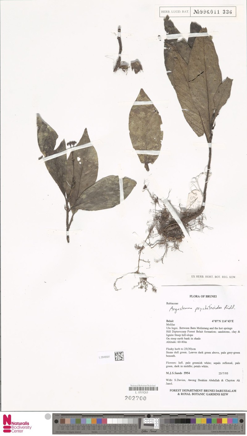 Argostemma psychotrioides