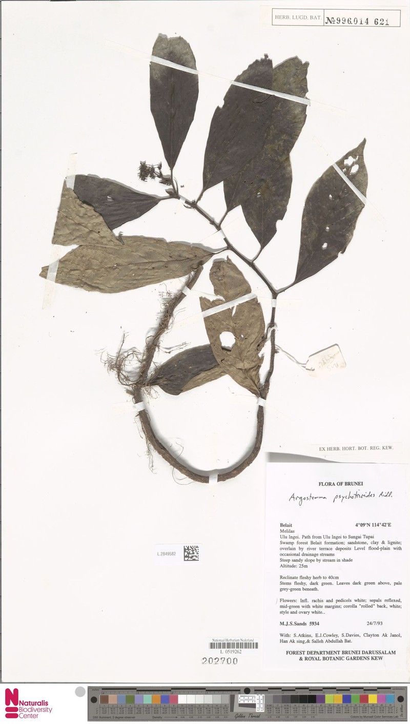 Argostemma psychotrioides photo 2