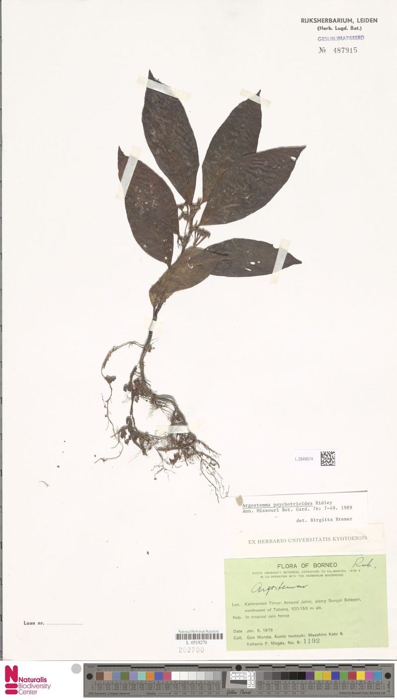 Argostemma psychotrioides photo 3