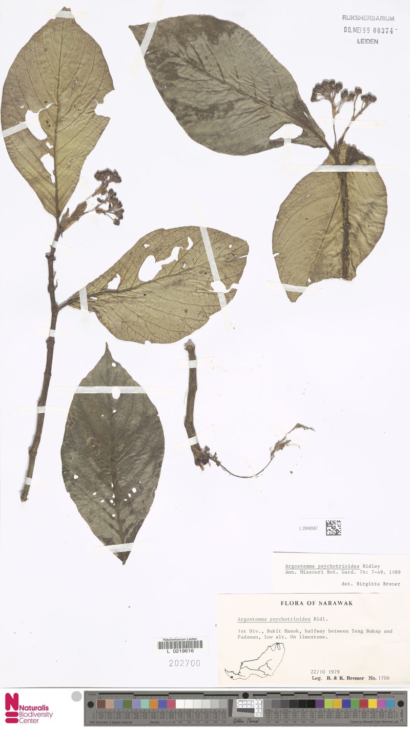 Argostemma psychotrioides photo 4