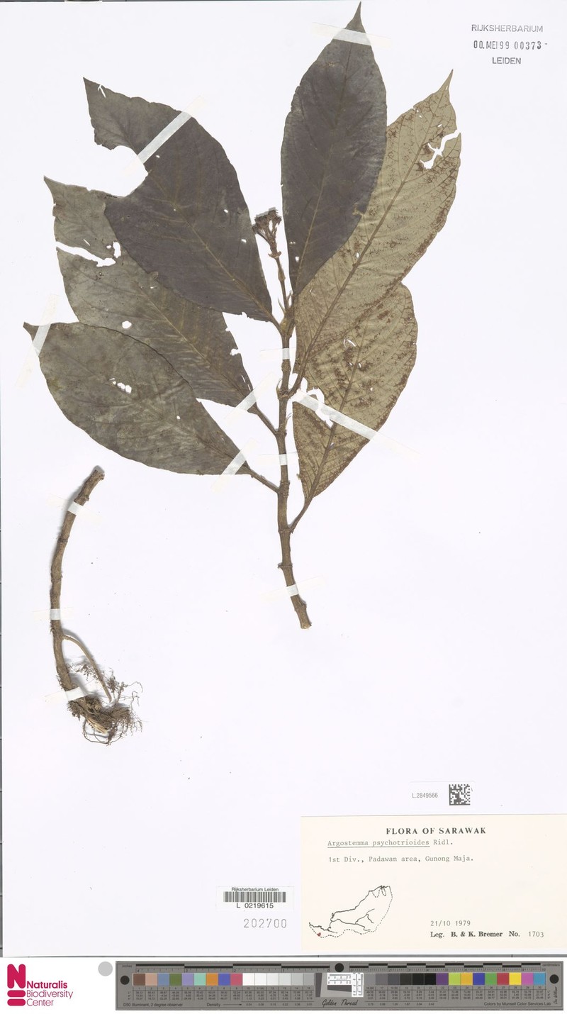 Argostemma psychotrioides photo 5