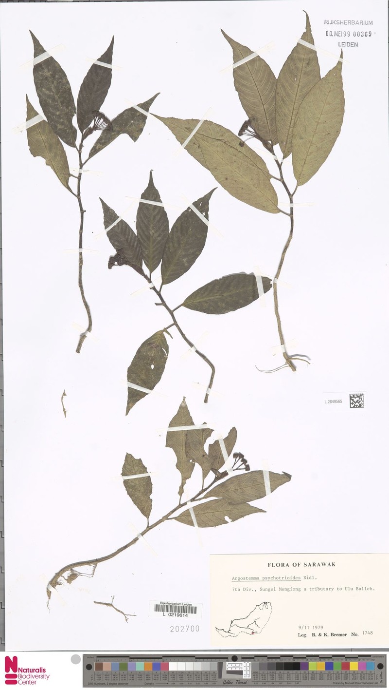Argostemma psychotrioides photo 6