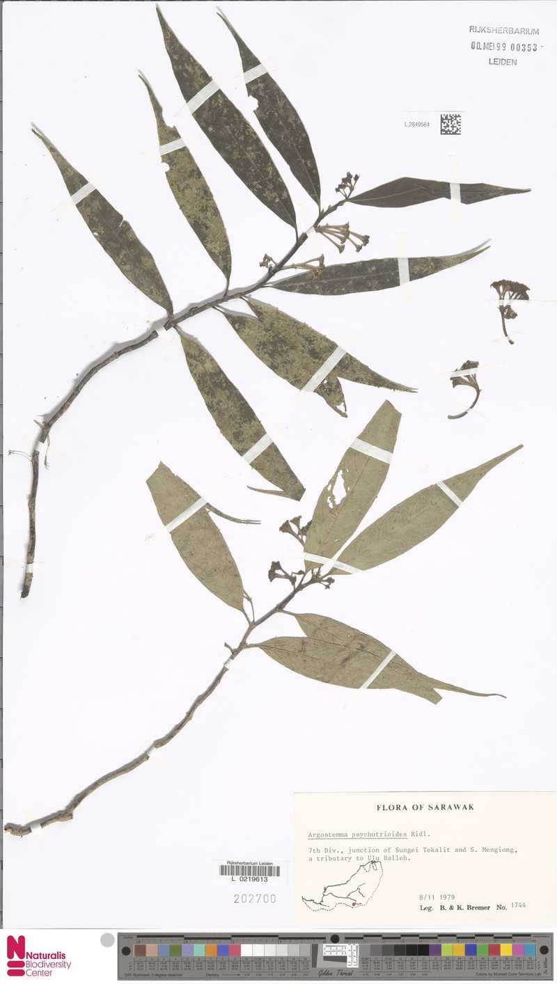 Argostemma psychotrioides photo 7
