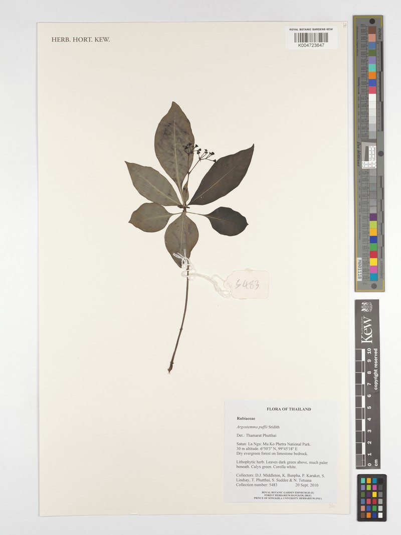 Argostemma puffii photo 2