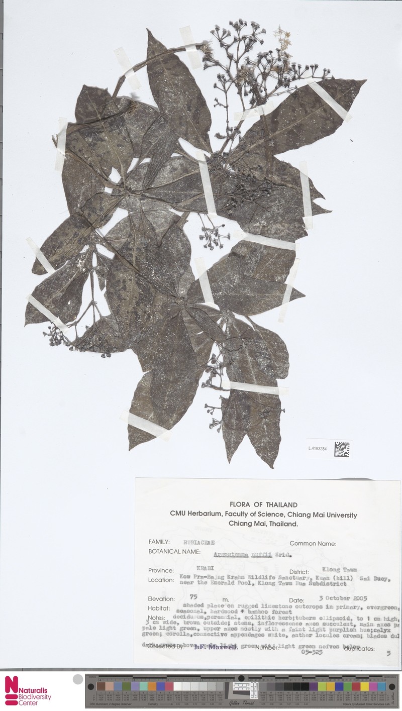 Argostemma puffii