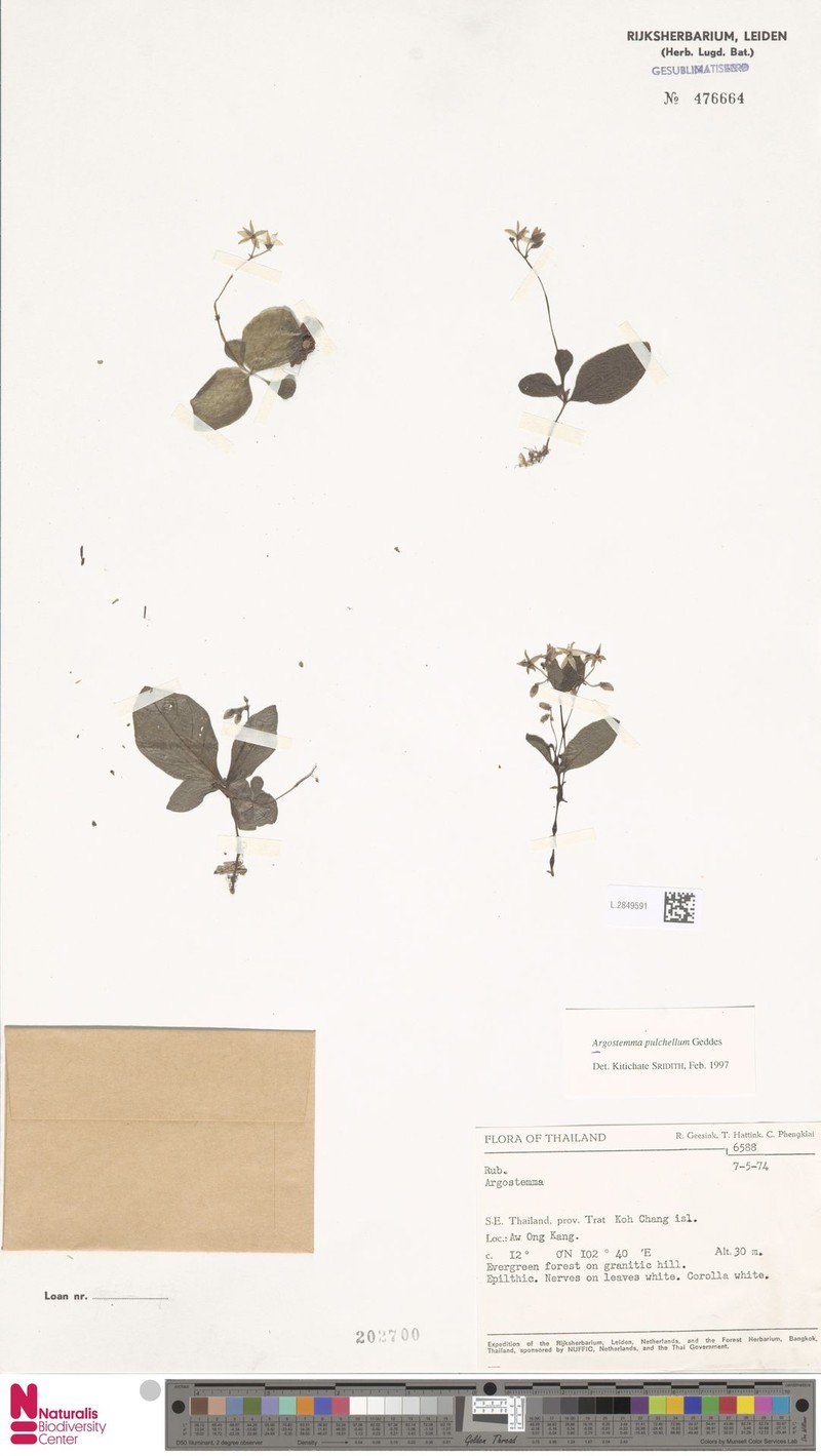 Argostemma pulchellum photo 2