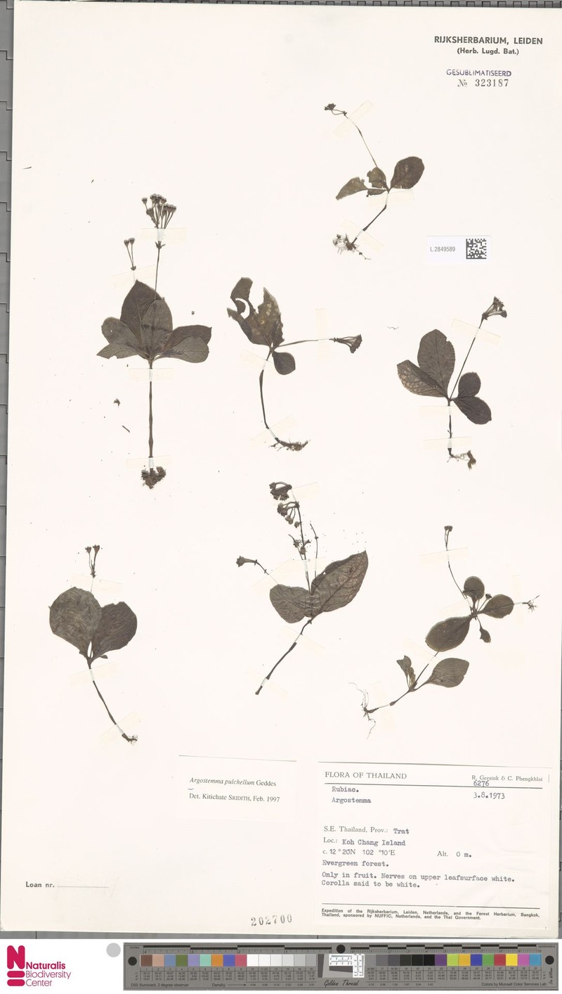 Argostemma pulchellum photo 3