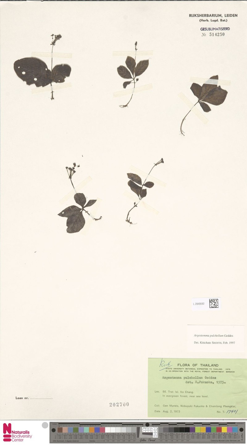 Argostemma pulchellum photo 4