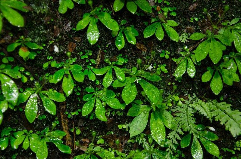 Argostemma pumilum photo 2