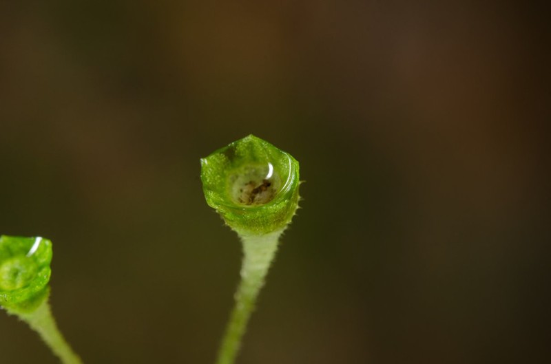 Argostemma pumilum photo 3