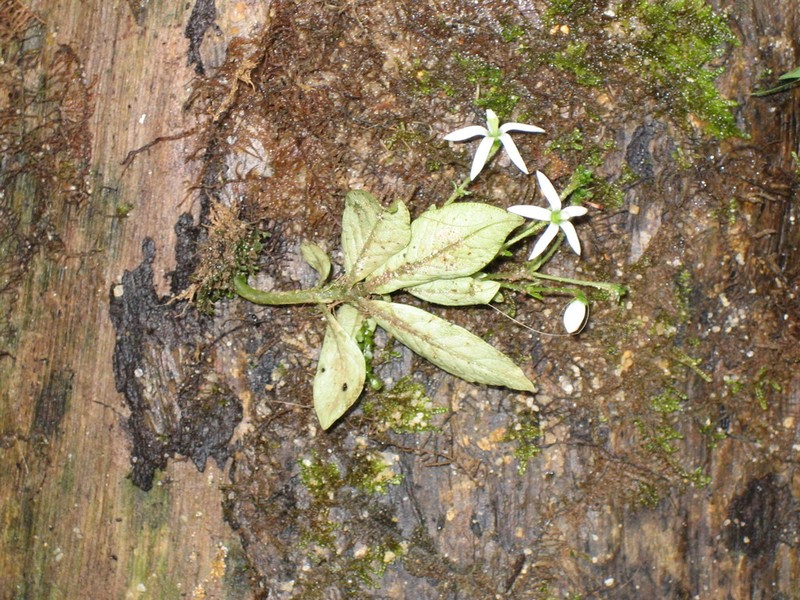 Argostemma pumilum