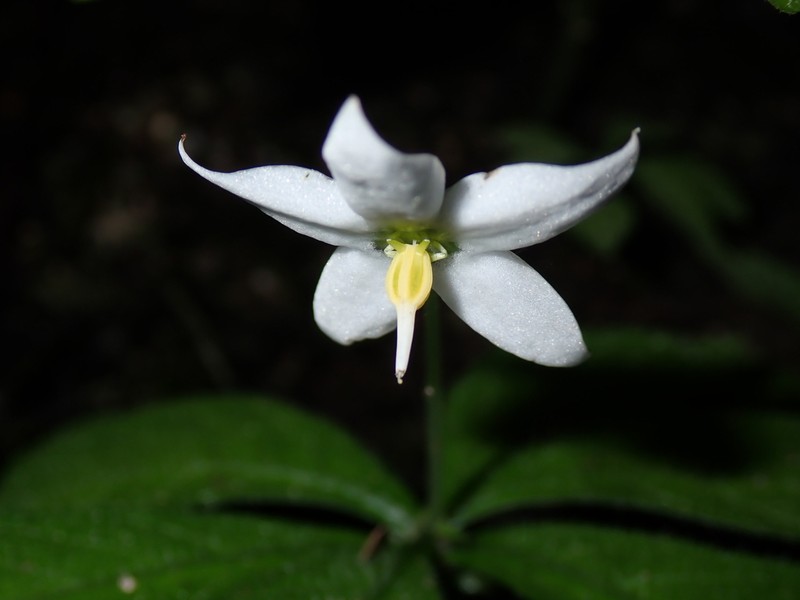 Argostemma rotundicalyx photo 4
