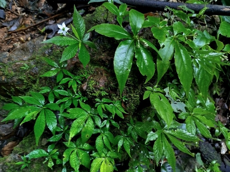 Argostemma rotundicalyx photo 5