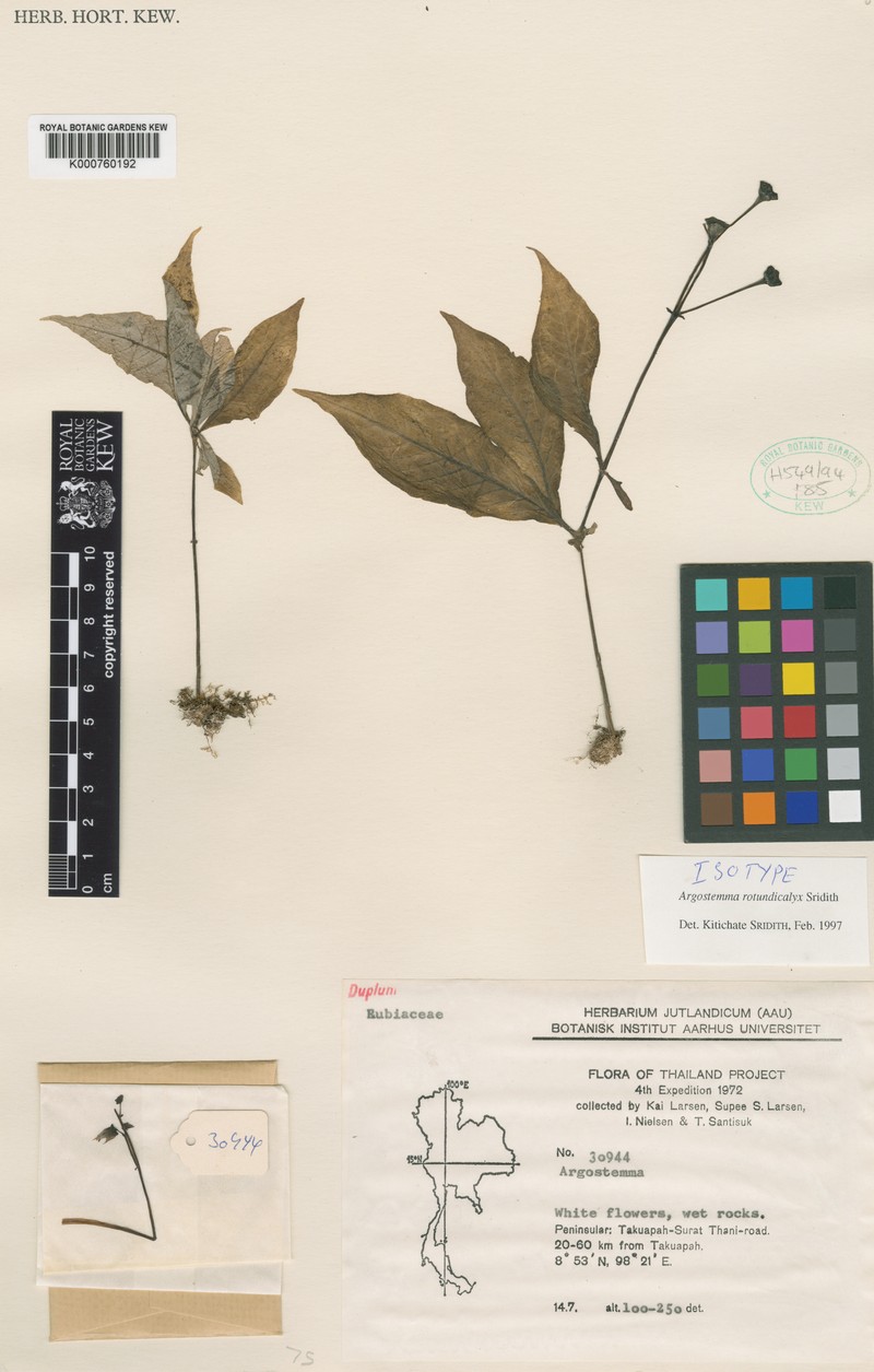 Argostemma rotundicalyx photo 6