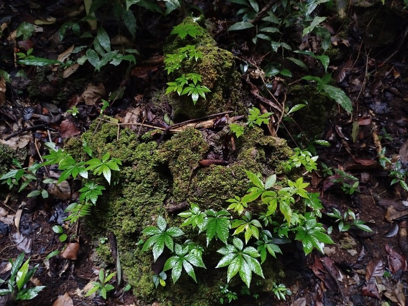 Argostemma rotundicalyx