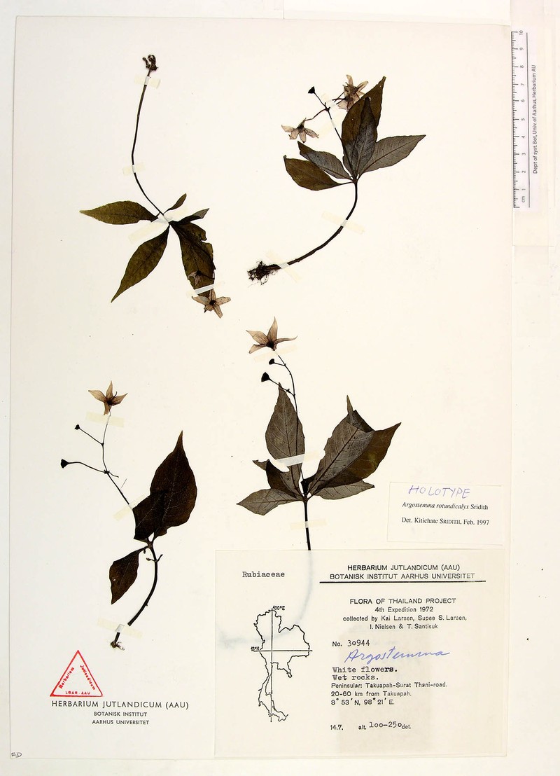 Argostemma rotundicalyx photo 2