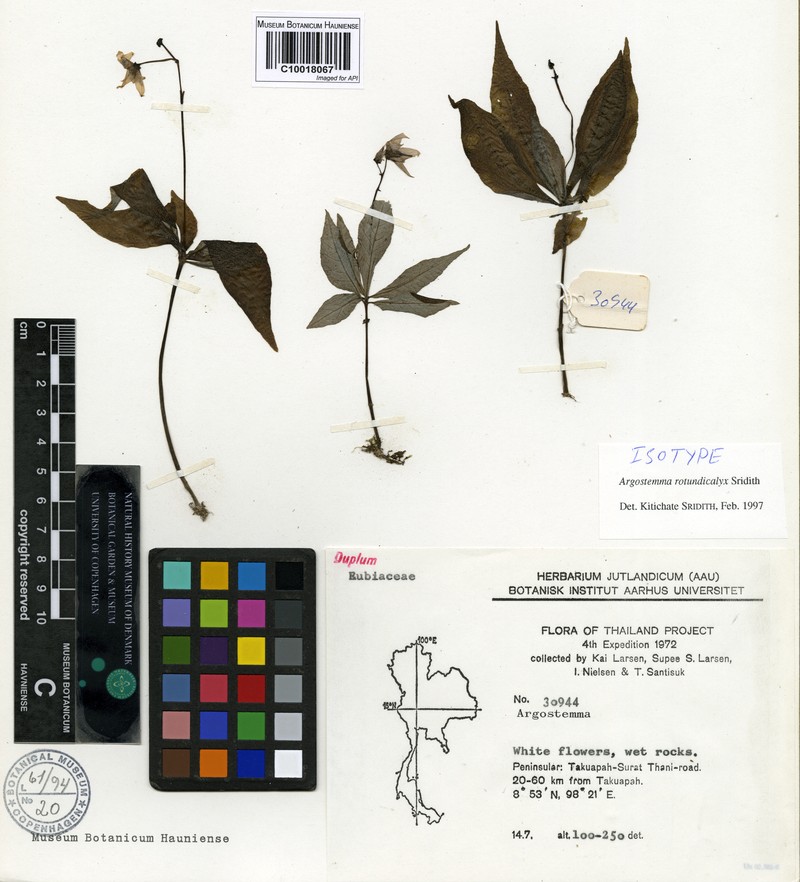 Argostemma rotundicalyx photo 3