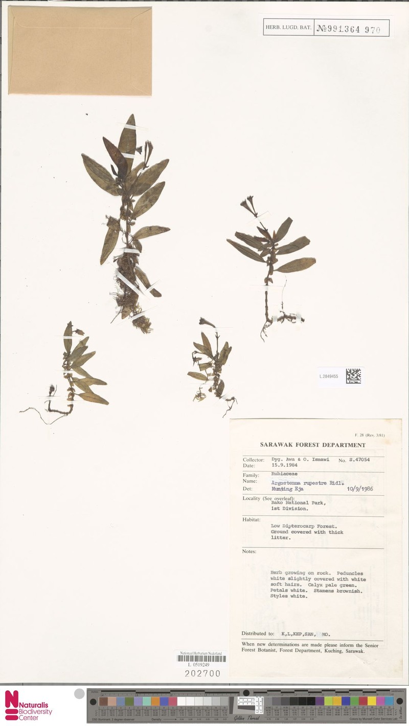 Argostemma rupestre
