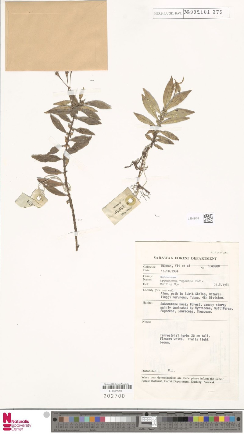 Argostemma rupestre photo 2