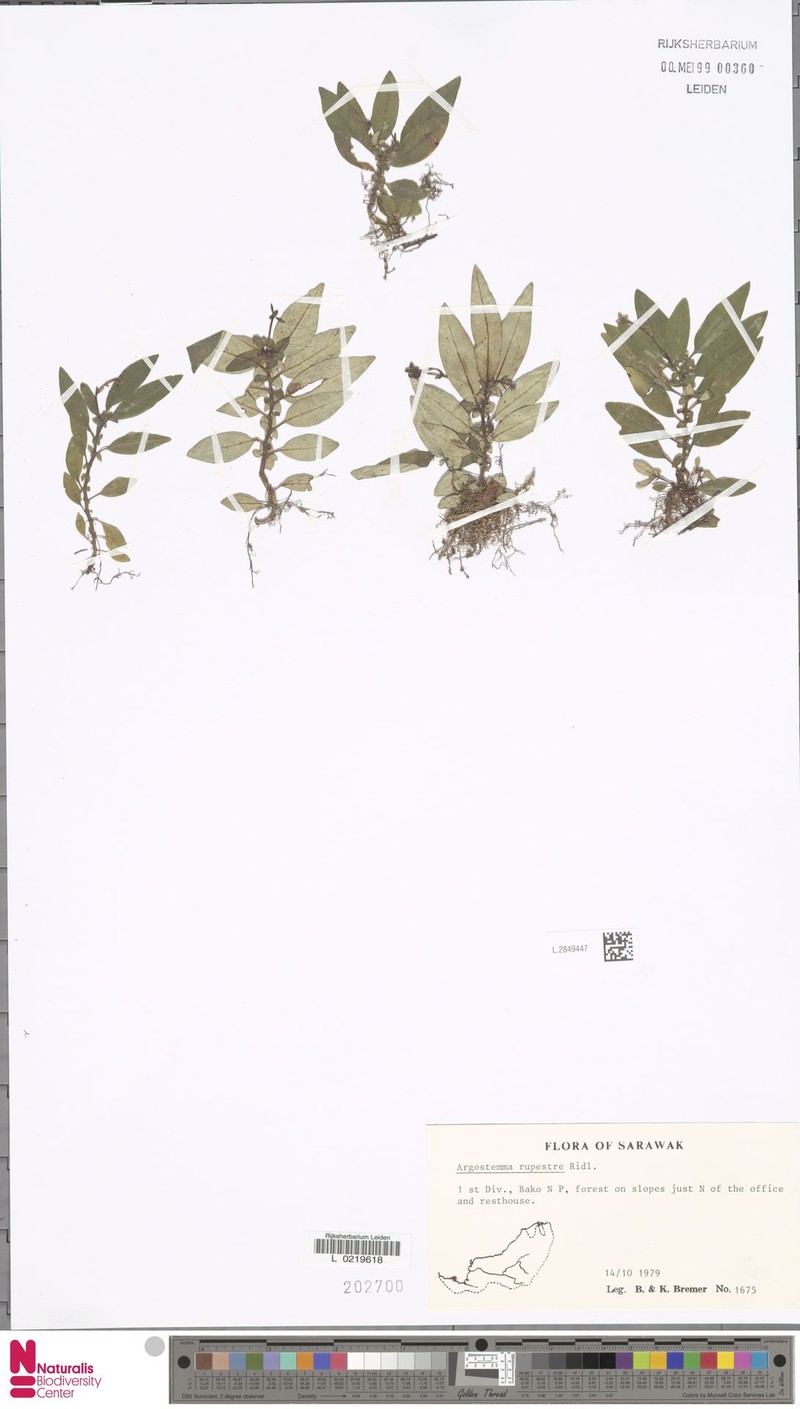 Argostemma rupestre photo 3