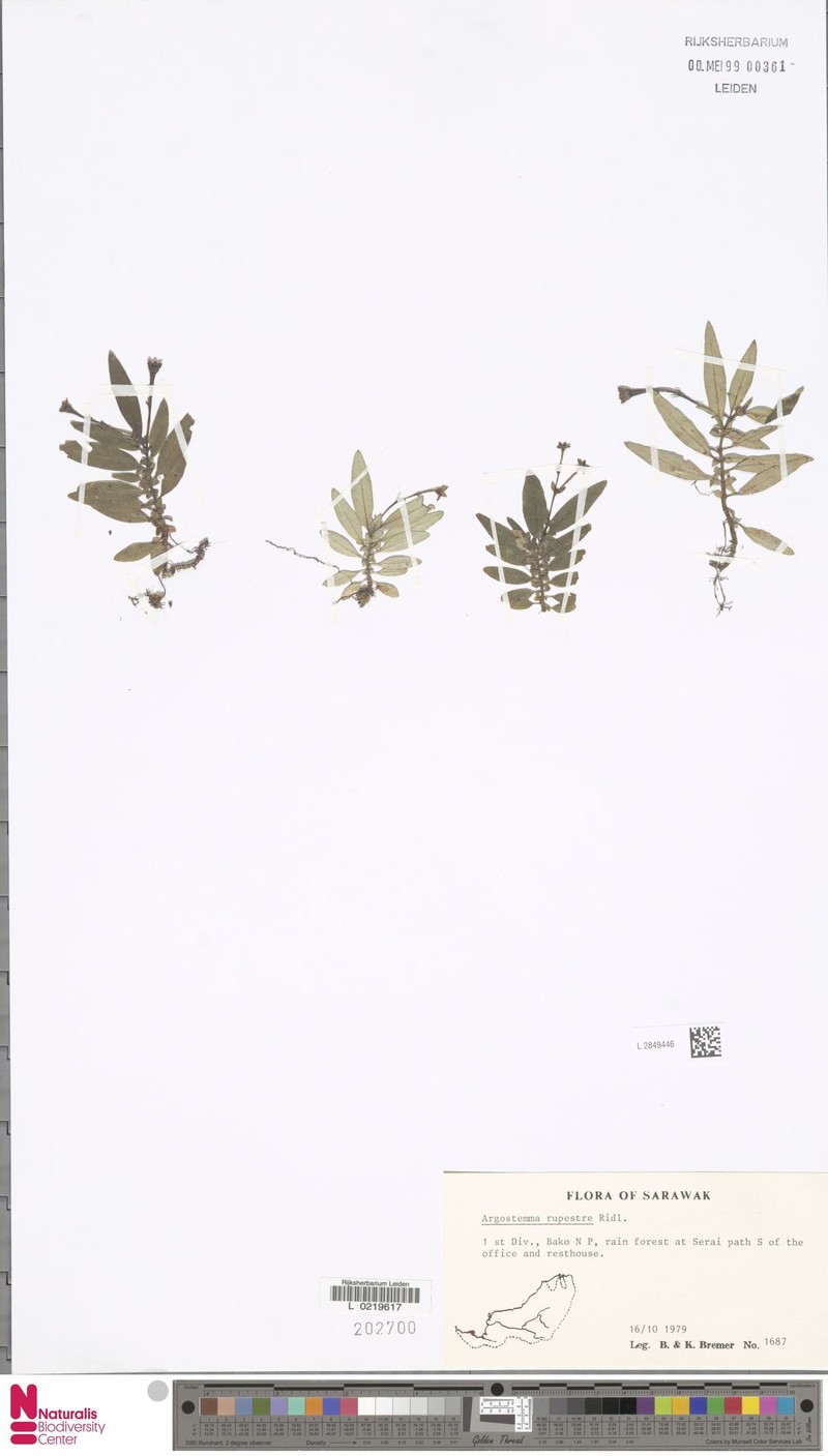 Argostemma rupestre photo 4