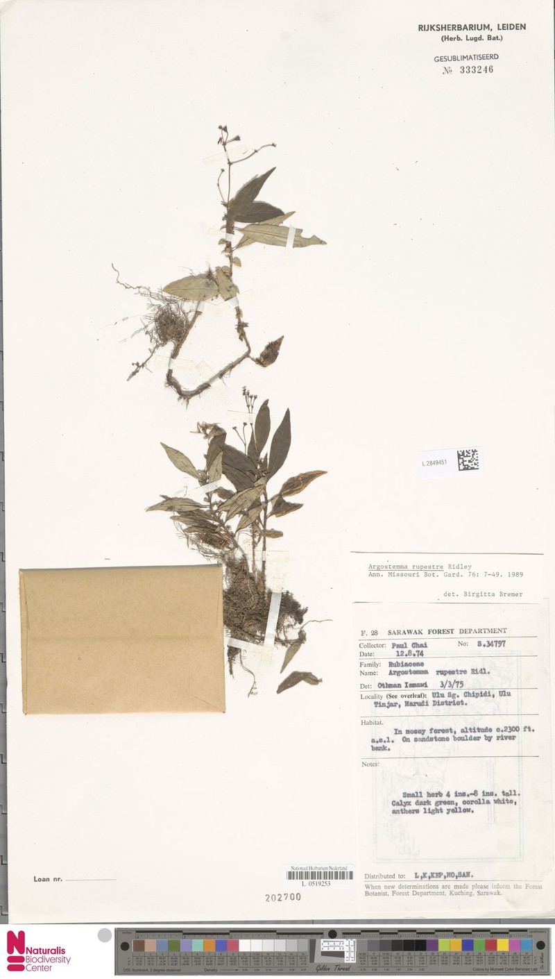 Argostemma rupestre photo 5