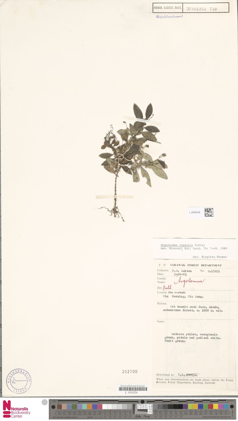 Argostemma rupestre photo 6