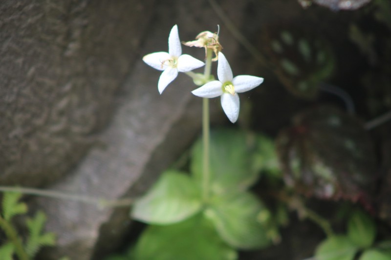 Argostemma sarmentosum photo 5