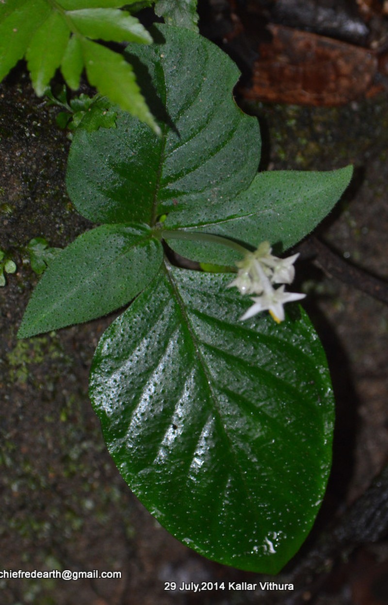 Argostemma sarmentosum photo 6