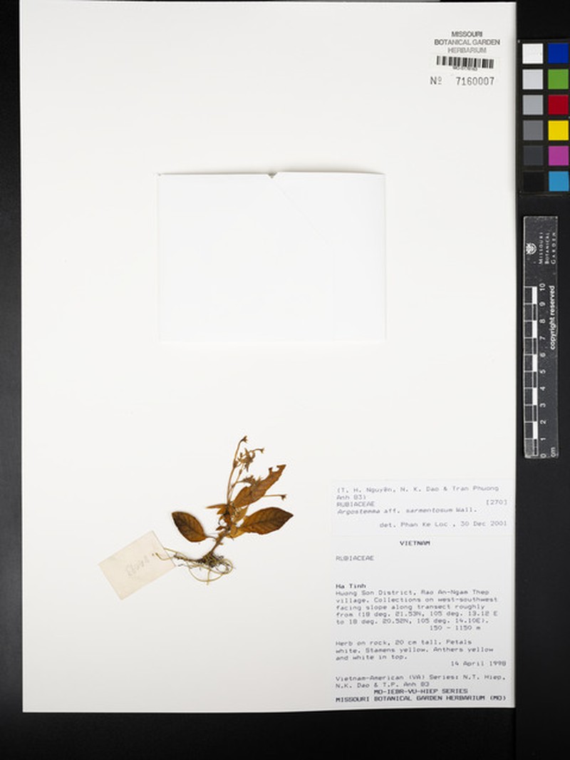 Argostemma sarmentosum photo 7