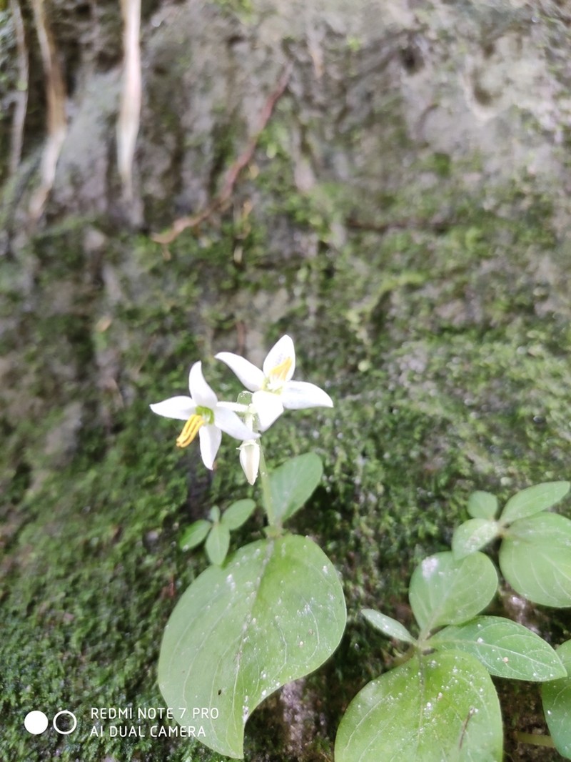 Argostemma sarmentosum
