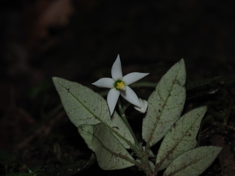 Argostemma saxatile photo 3