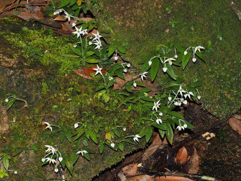 Argostemma saxatile