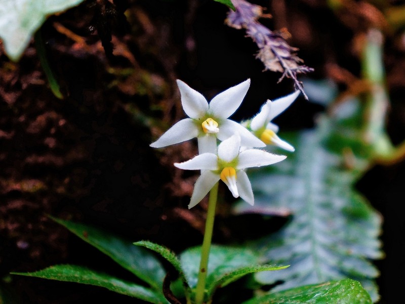 Argostemma solaniflorum