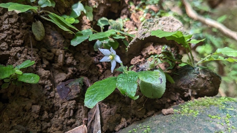 Argostemma solaniflorum photo 2