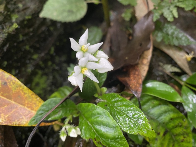 Argostemma solaniflorum photo 3