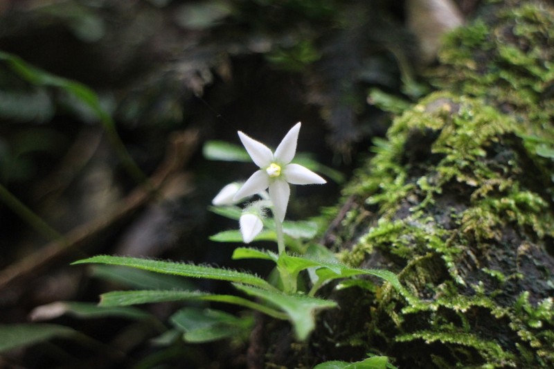 Argostemma solaniflorum photo 4