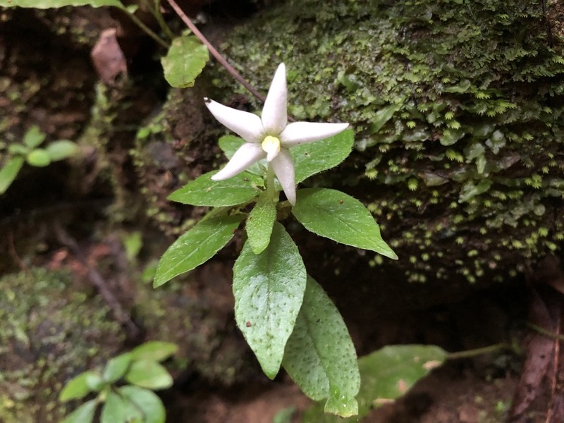 Argostemma solaniflorum photo 5