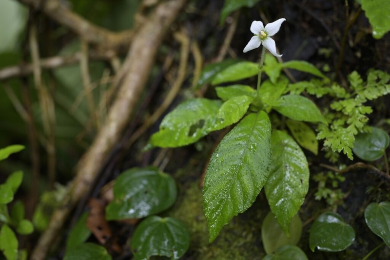 Argostemma solaniflorum photo 6